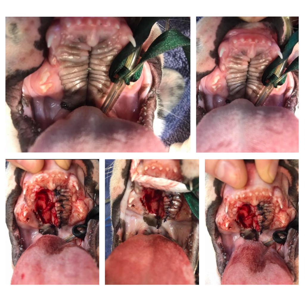 Soft Tissue Colyton Veterinary Hospital